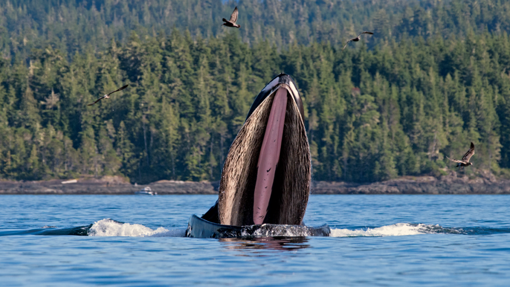 Whaletrips British Columbia Whale Watching In British